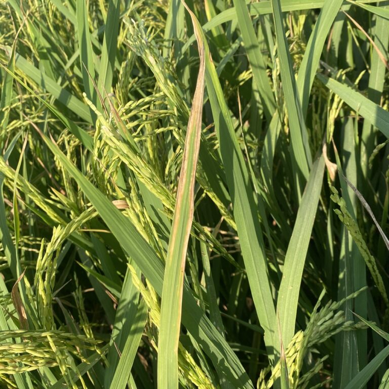 652e8e6861c5ce9b97d46