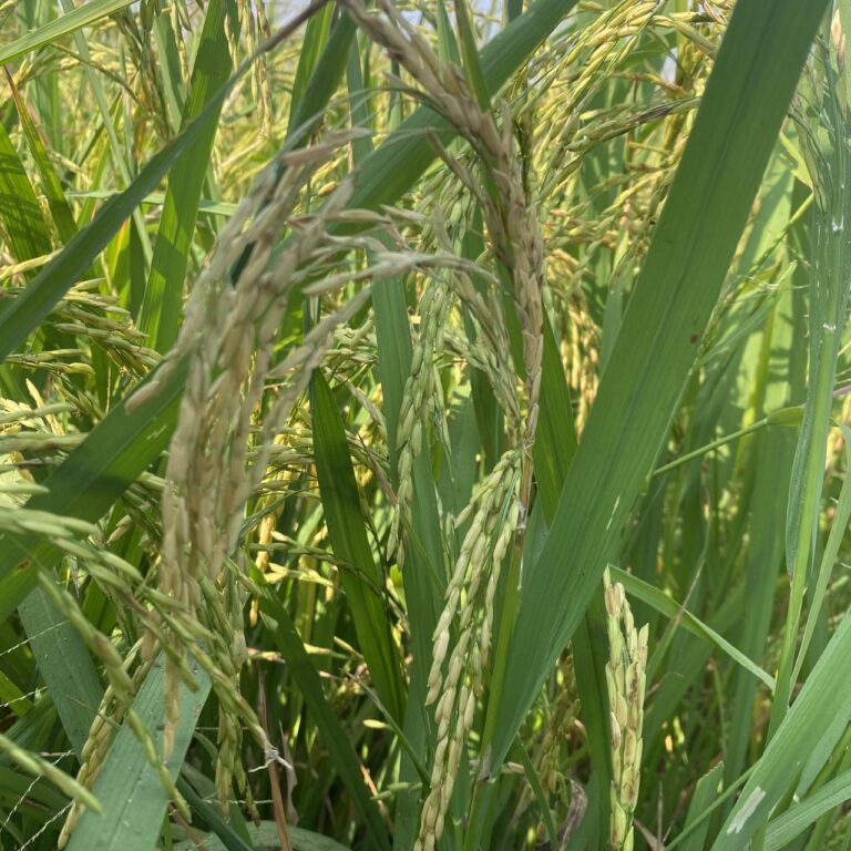 a872f74418e9b7b7eef83