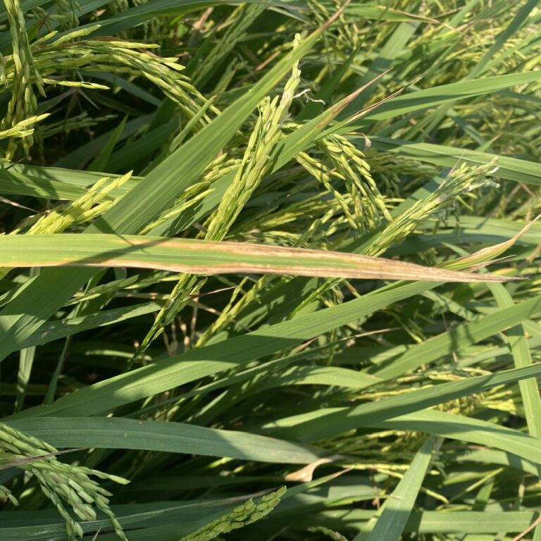 bạc lá lúa (quét sạch VK)