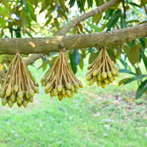 HOA SẦU RIÊNG