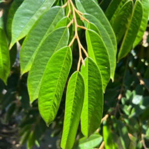 LÁ SẦU RIÊNG