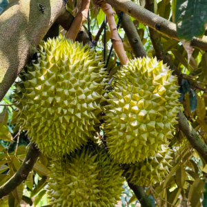 TRÁI SẦU RIÊNG