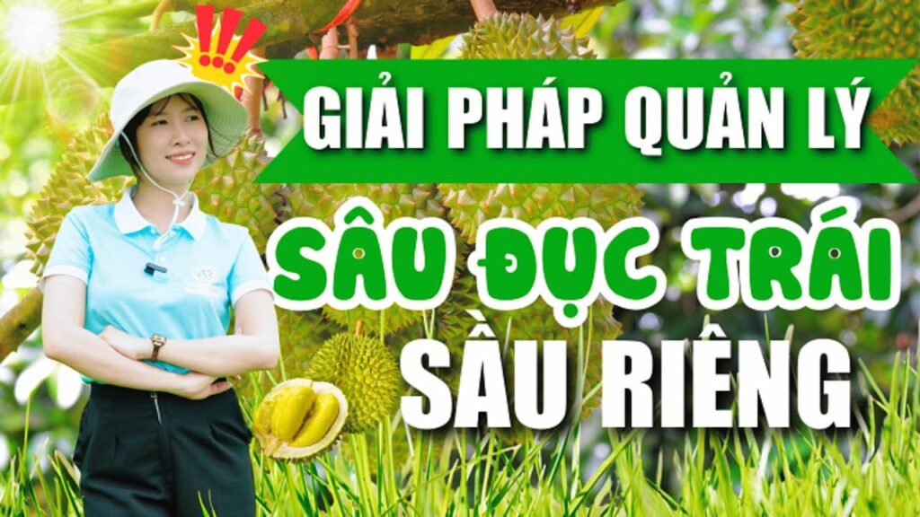 SÂU ĐỤC TRÁI SẦU RIÊNG VÀ BIỆN PHÁP QUẢN LÝ