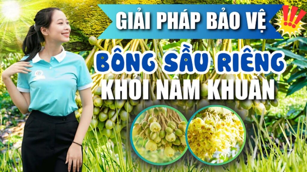 Quản lý bông sầu riêng khỏi nấm & vi khuẩn gây hại