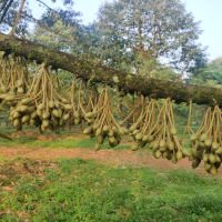 BÔNG SẦU RIÊNG (1)