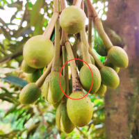 THÁN THƯ BÔNG SR (1)